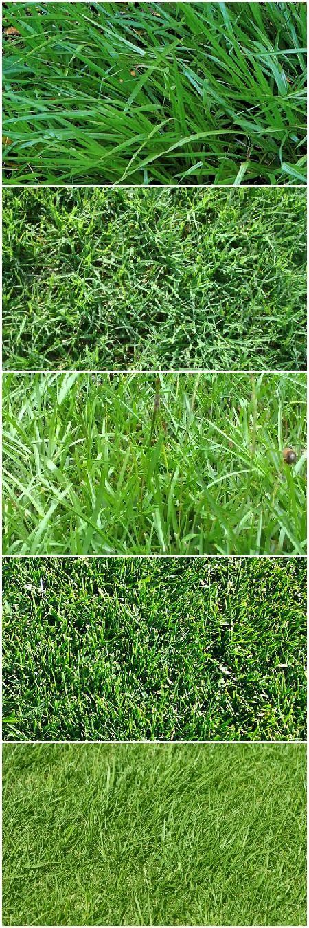 Different Types Of Grass 1001 Gardens Different Types Of Grass
