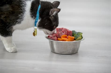 I'm fairly certain that strawberries are ok. What Fruits & Vegetables Can I Feed Cats? | Cuteness