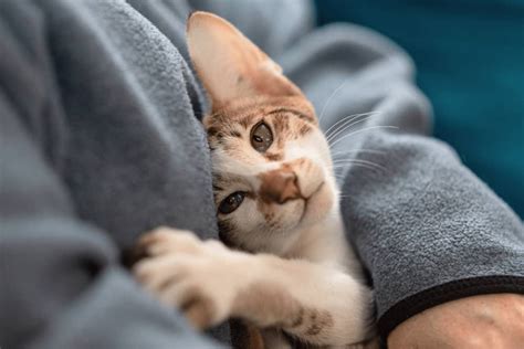 How To Raise A Kitten To Be Cuddly Smartly Pet