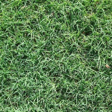 Due to high volume, we are unable to respond to emails in a timely manner at this time. Bermuda Grass Varieties & Installation - San Antonio ...