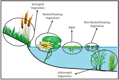 Emergent Water Plants