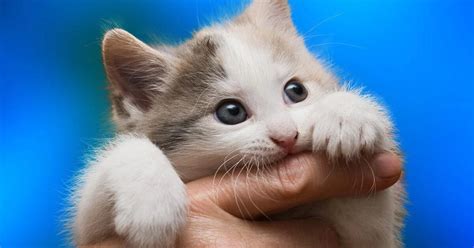 8 Ways To Stop A Kitten From Biting And Scratching Kittens Playing