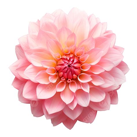 Dahlia Flower Isolated Flower Pink Dahlia Png Transparent Image And