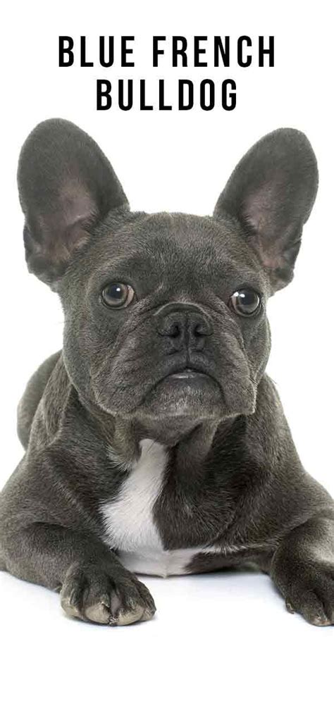 French bulldog lifespan is often misreported. Blue French Bulldog - What you should know about this ...