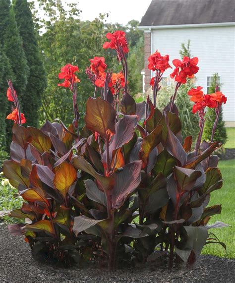 Wow Plants For Your Summer Garden Tropicanna Canna Lilies Artofit