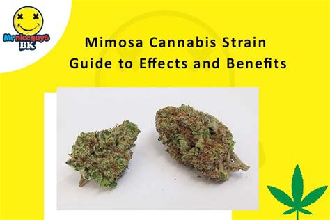 Mimosa Cannabis Strain Guide To Effects And Benefits