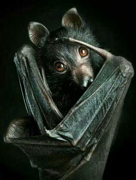 Beautiful Bat Animals Animals Wild Animals Beautiful