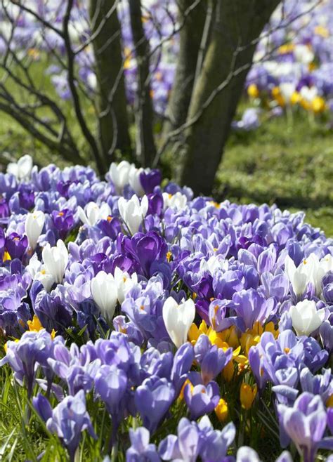 Spring Bulbs For Naturalizing Longfield Gardens