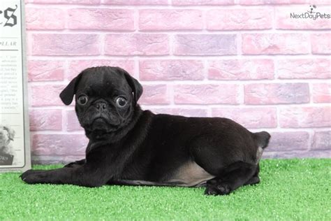 Why buy a pug puppy for sale if you can adopt and save a life? Max: Pug puppy for sale near Baltimore, Maryland. | 7b8140f4-b921