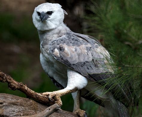 Harpy Eagle San Diego Zoo Wildlife Explorers