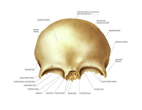 Frontal Bone Photograph By Asklepios Medical Atlas