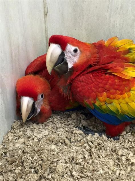 Macaw Birds For Sale Columbus Oh 288121 Petzlover