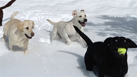 Dogs Play In The Snow Youtube
