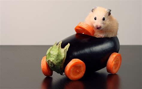 Download Carrot Car Eggplant Animal Hamster Hd Wallpaper