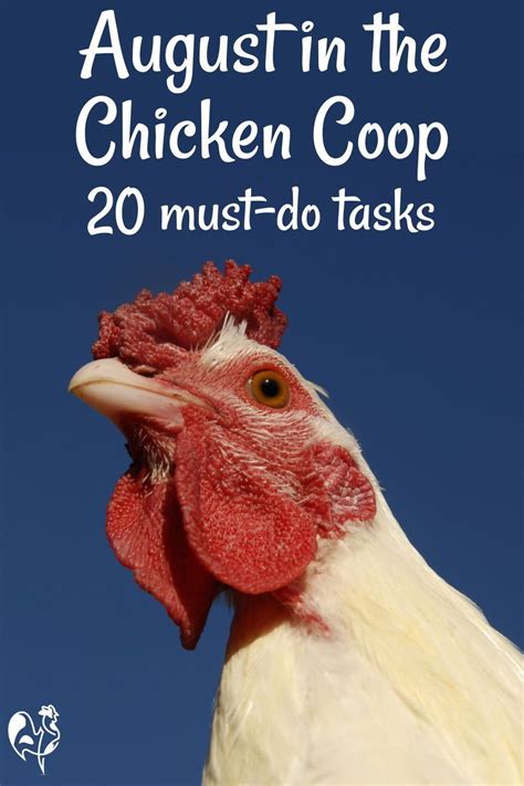 Raising chickens in August: 20 must-do tasks for a happy coop