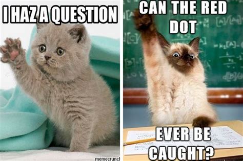 15 Things Your Cat Would Ask If She Could Ask Questions Cuteness