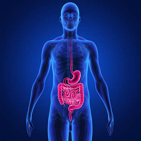 Best Human Digestive System Stock Photos Pictures And Royalty Free