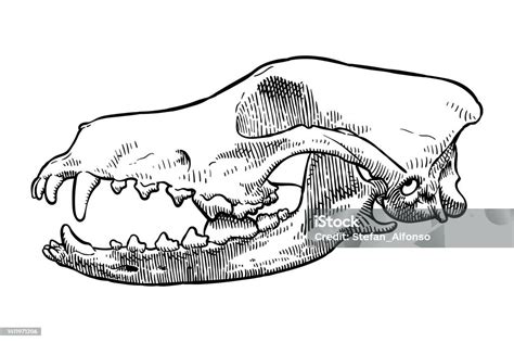 Vector Drawing Of A Skull Of A Persian Greyhound Dog Stock Illustration