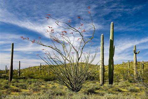 Ocotillo And Saguaro Cactus In The Arizona Sonoran Desert Edbookphoto