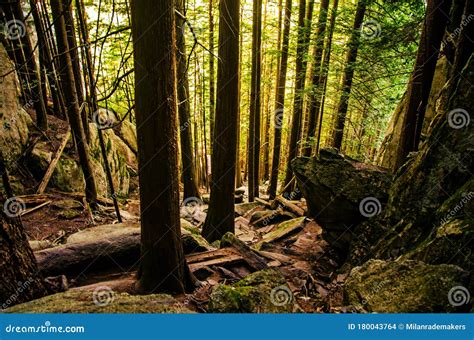 View Inside A Forest On A Mountain With Large Trees Stock Photo Image