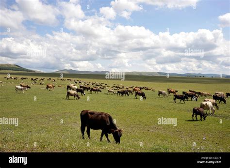 Cow Herd Tsalka Plateau Lesser Caucasus Georgia Middle East Stock