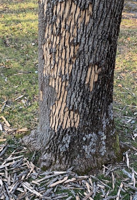 Bark Is Falling Off On Our Trees Could It Be Dutch Elm Disease