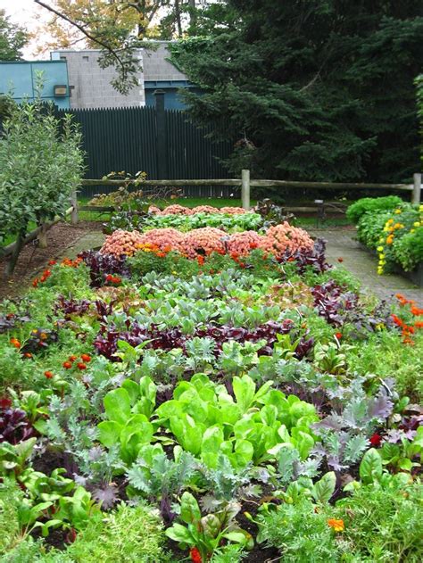 Gardening Tips For Beginners Ornamental Vegetable Gardens