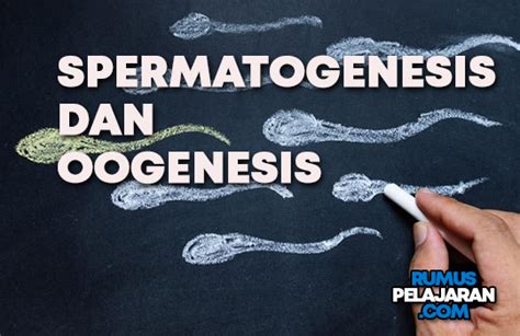 Pengertian Spermatogenesis Dan Oogenesis Tahapan Proses Perbedaan Rumuspelajaran Com