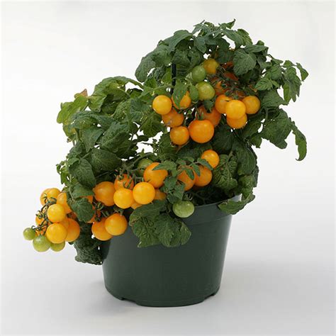 Sweet N Neat Yellow Tomato Seeds Grow Your Own Tomatoes Kings Seeds