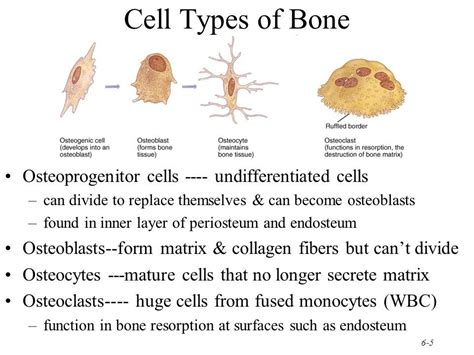 Cell Types Of Bone Fundamentals Of Nursing Skeletal System Anatomy