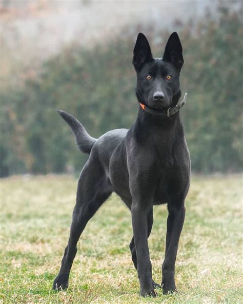 Belgian Malinois Black Dogs Breeds Malinois Dog German Shepherd Dogs