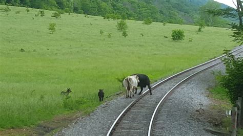 Cows On Train Tracks Youtube