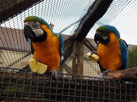 La Ferme Aux Oiseaux Exotiques Athis