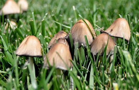 How To Get Rid Of Mushrooms In Your Vegetable Garden Easy Backyard