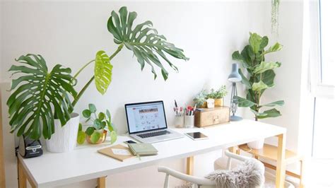 Why Is It Good To Decorate The Office With Plants 3 Reasons Trendy