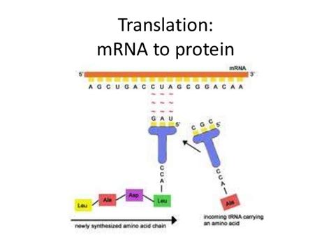 And trna as the translator to produce a protein. Translation