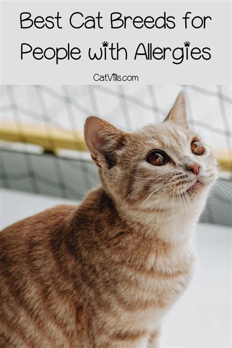 5 Best Cat Breeds For Those With Allergies Cat Breeds Best Cat