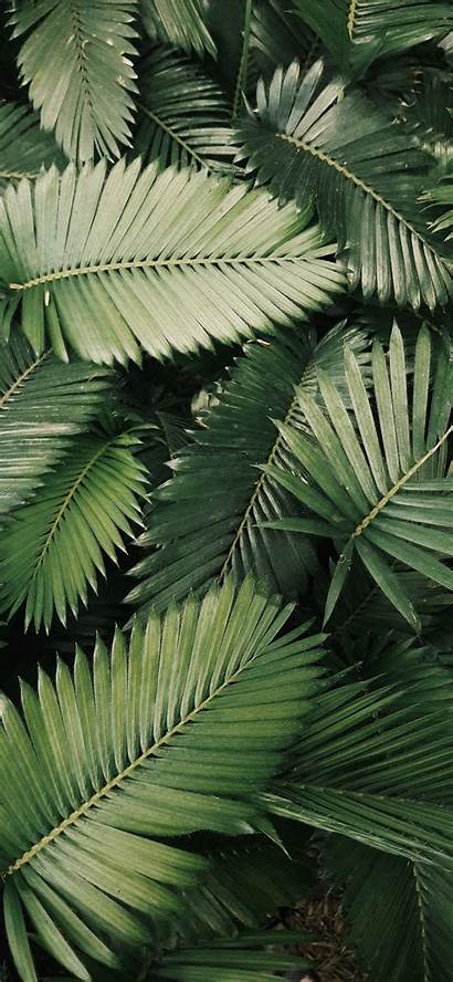 Palm Leaves Iphone Ilikewallpaper