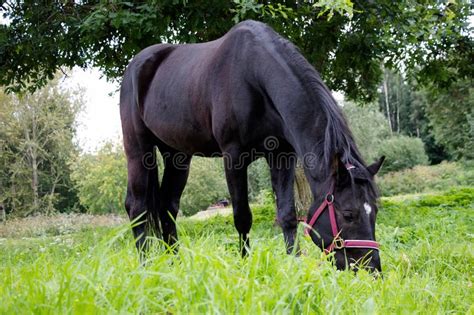 A Beautiful Black Horse Is Eating Grass Stock Image Image Of Meadow