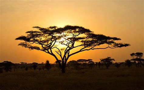 Savanna Sunrise And Acacia Tree In The Serengeti Tanzania Africa Stock