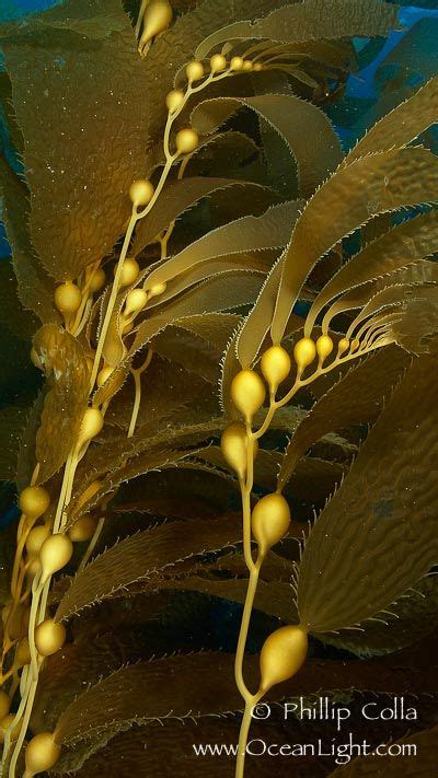 Kelp Fronds San Clemente Island Sea Plants Ocean Inspiration