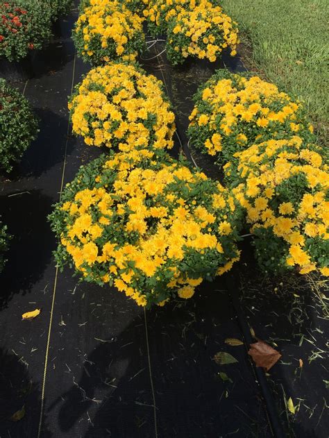 Mums For Sale Pin Oaks Farm Is Officially Open And Selling Mums