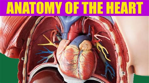 Circulatory System The Heart Anatomy Youtube