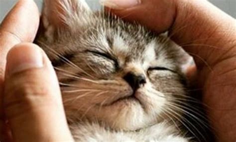 Cats And Kittens On Instagram 18th November 2015 We Love Cats And