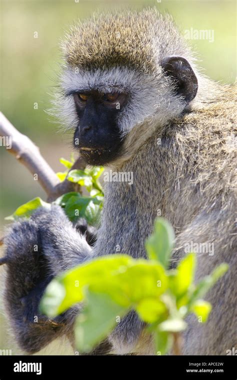 African Vervet Monkey Stock Photo Alamy