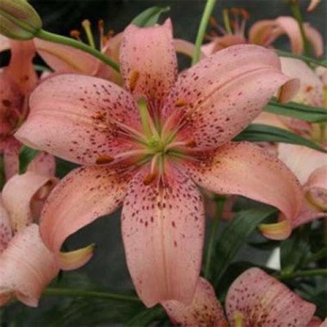 Asiatic Lily Morpho Pink Sibullilled