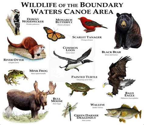 Wildlife Of The Canadian Shield Poster Print Inkart