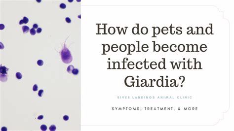 How Do Pets And People Become Infected With Giardia — River Landings