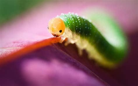 Closeup Of A Caterpillar Pictures Photos And Images For Facebook