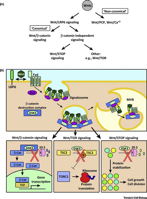 Catenin Independent Roles Of Wnt Lrp Signaling Trends In Cell Biology